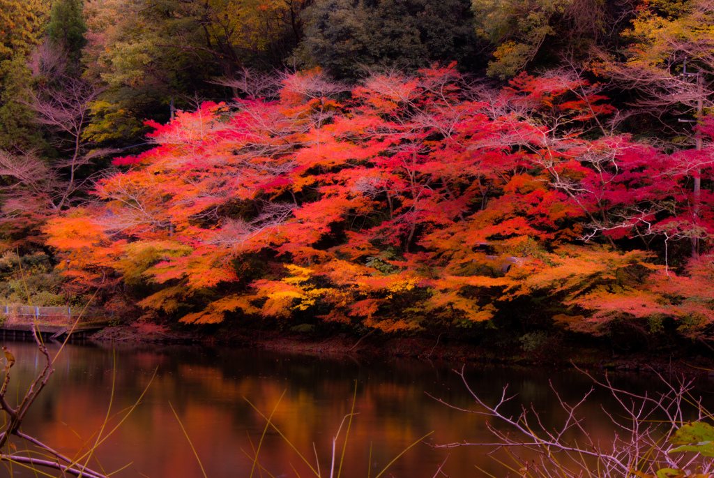 紅葉⑳松尾池