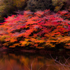 紅葉⑳松尾池