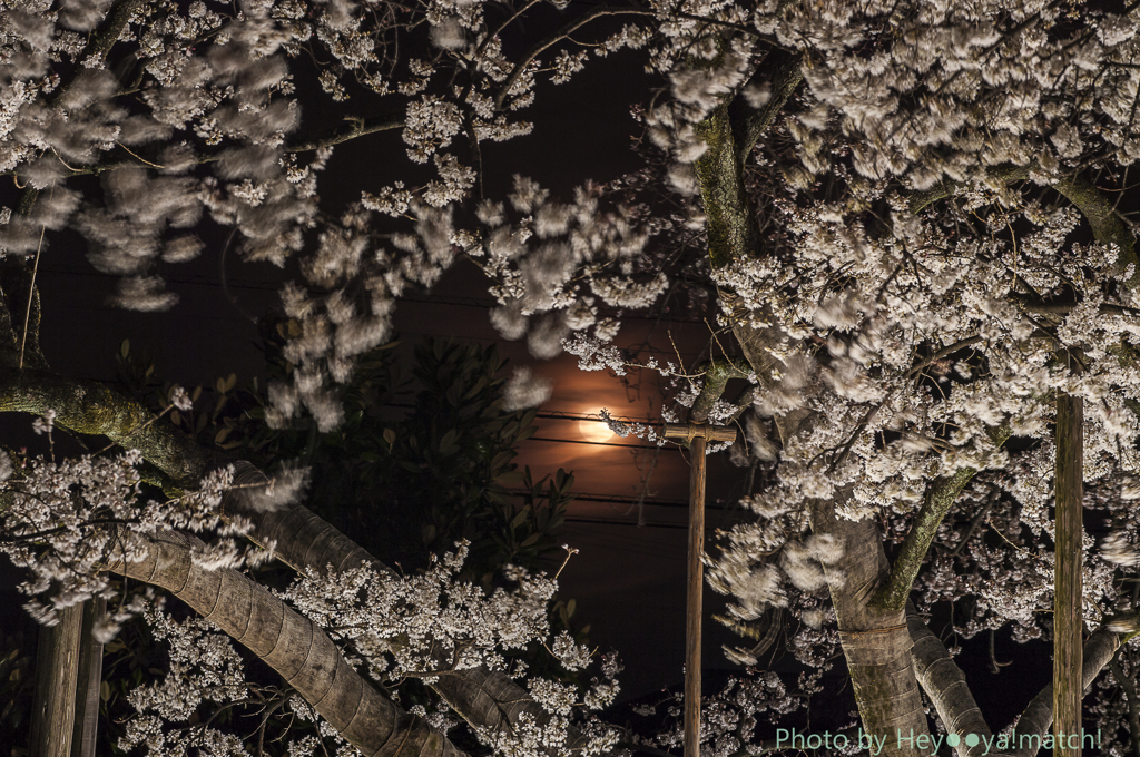 月夜と夜桜