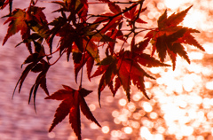 紅葉⑰三井池