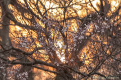 ちらほら桜が・・・