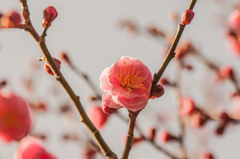 紅梅の花開く