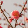 紅梅の花開く
