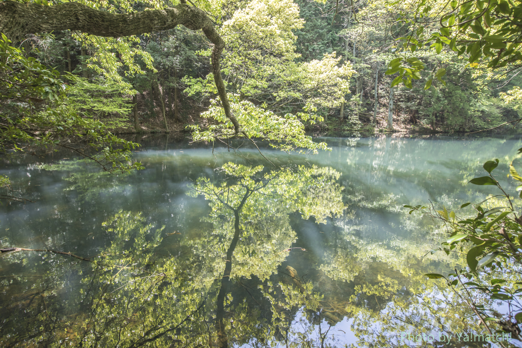 新緑の季節（中池）