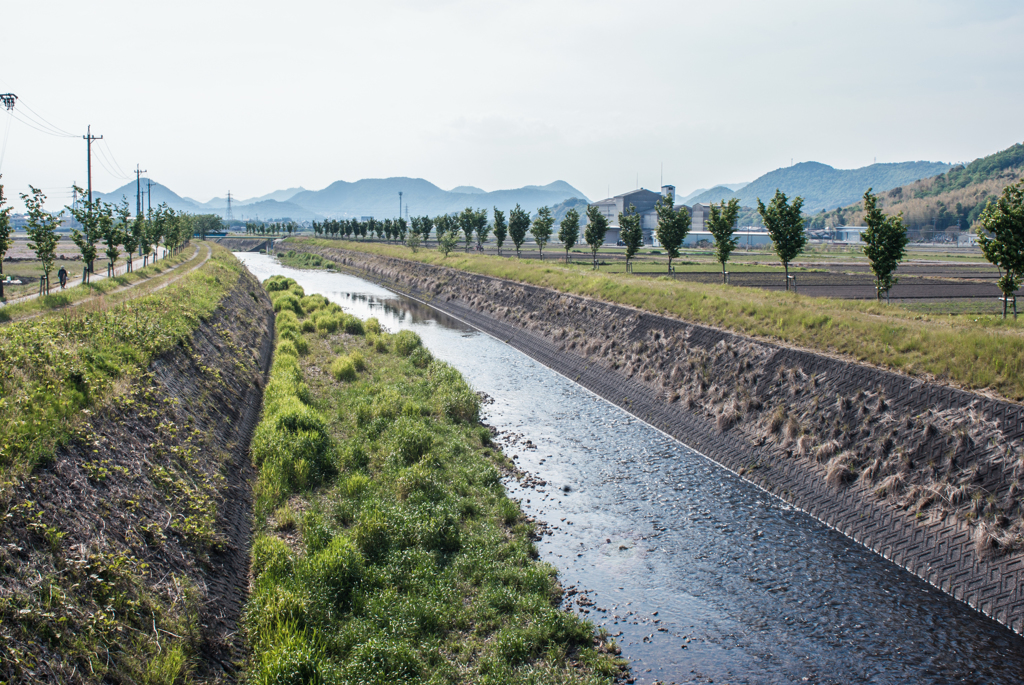 新緑の植樹桜が整列する新境川堤防