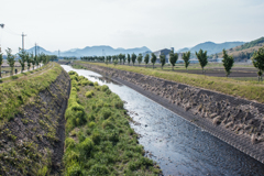 新緑の植樹桜が整列する新境川堤防