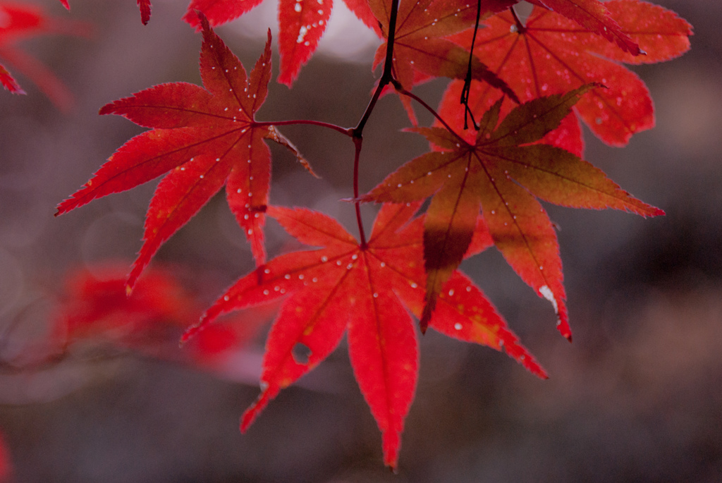 紅葉⑯伊吹の滝