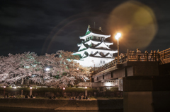 藤吉郎の夜桜