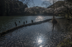 奥山三ツ池の散桜