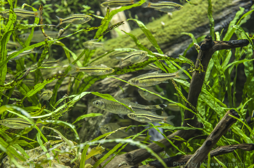 アクア・トト（淡水魚）２