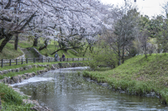 三井山公園の水辺の桜