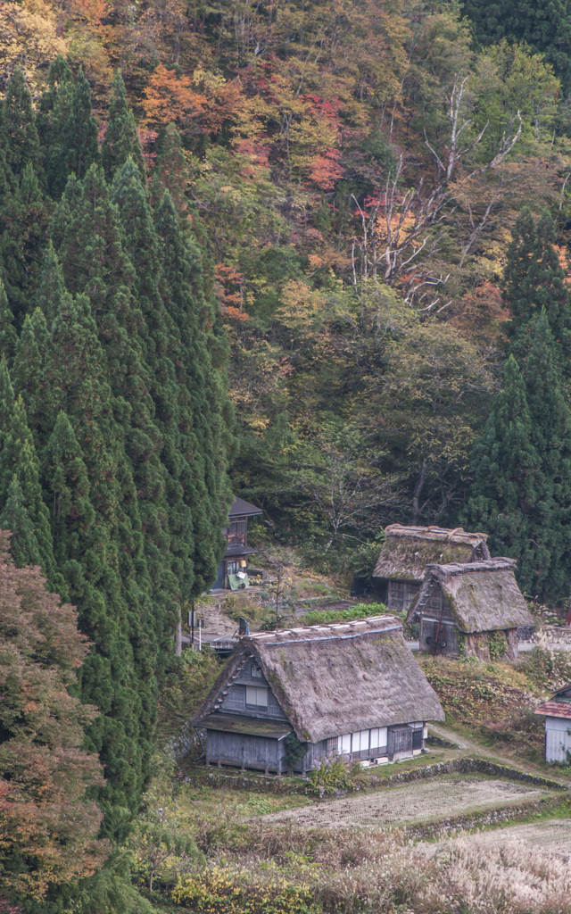 茅葺き屋根と秋の彩り