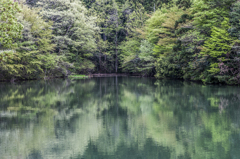 新緑の池辺(上池)