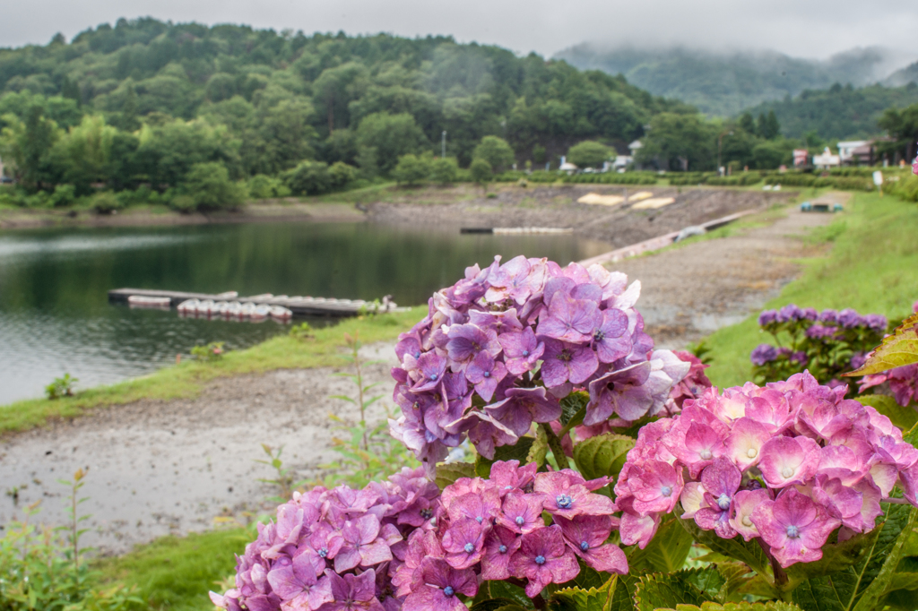 雨の入鹿池（紫陽花）