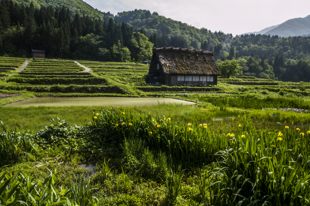 新緑の合掌村（棚田）