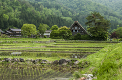 新緑の合掌村（田植えがすんだ畦道から）