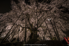 林陽寺の枝垂れ桜