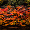 松尾池ほとりの紅葉