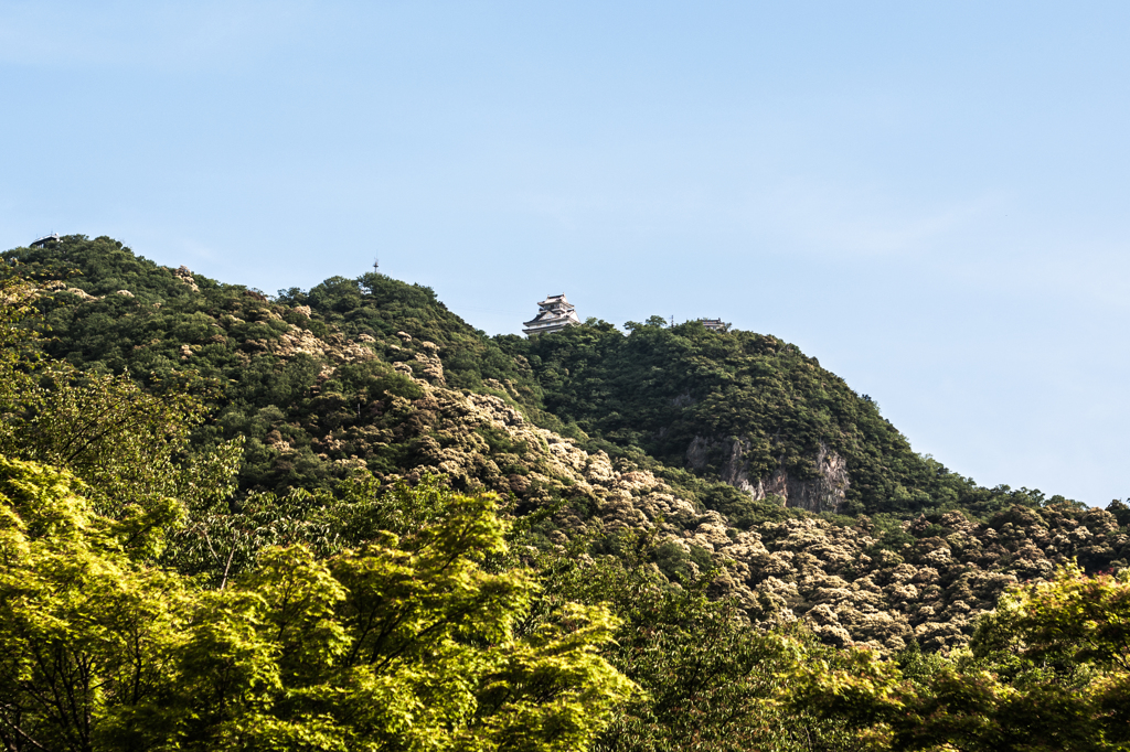 金華咲く稲葉山