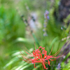 Lycoris radiata