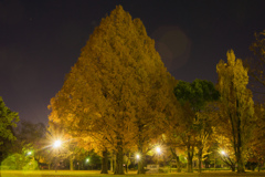 野一色公園④