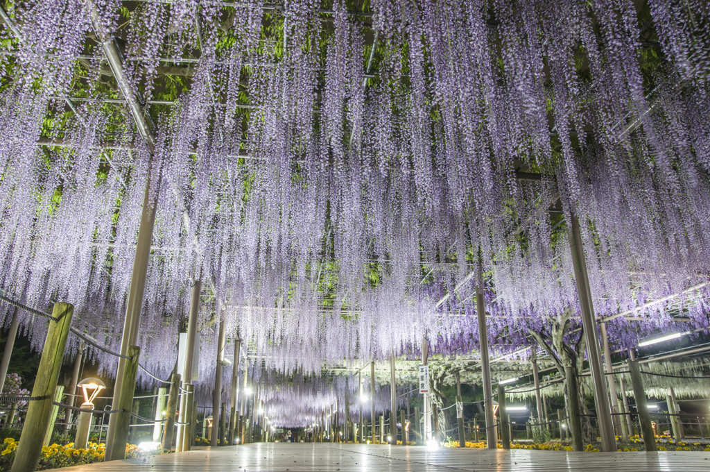 曼荼羅寺の藤2015