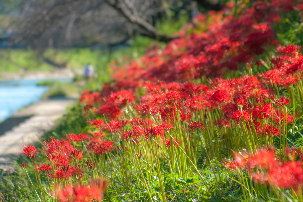 彼岸花の咲く小径、「満」and「境」and「紅」