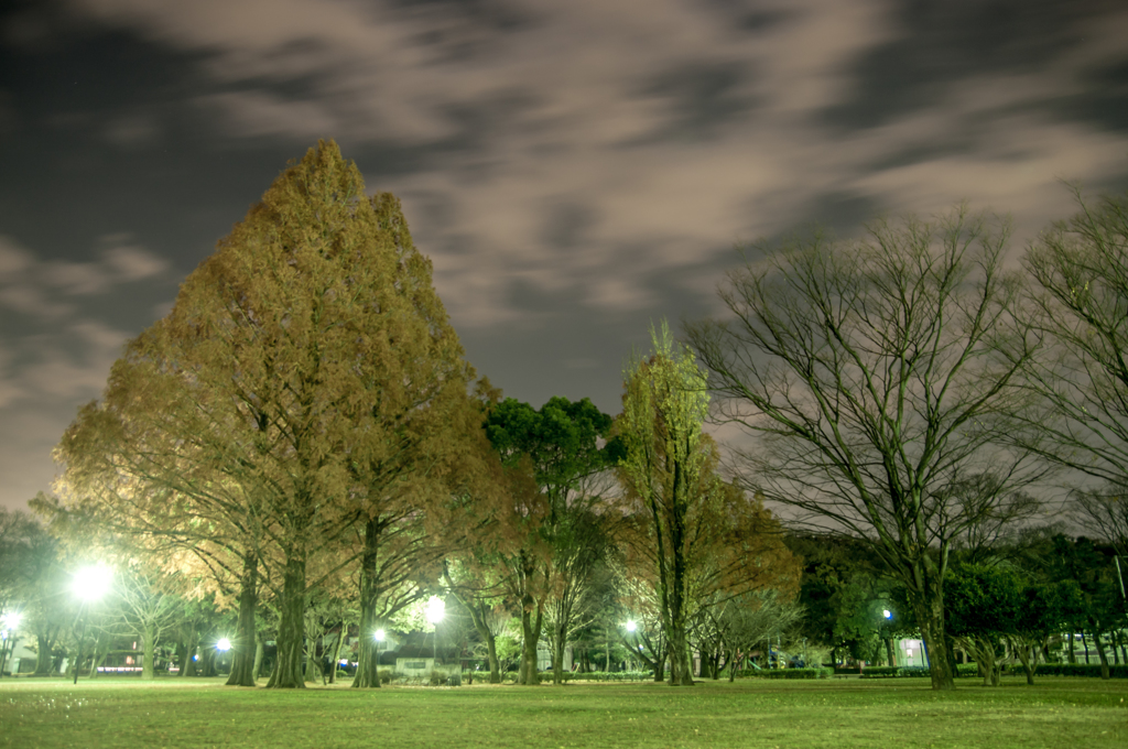 公園の夜景