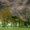 公園の夜景