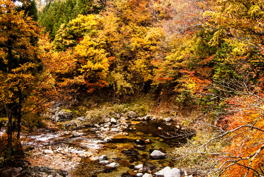 紅葉⑤荘川魚帰橋