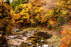 紅葉⑤荘川魚帰橋