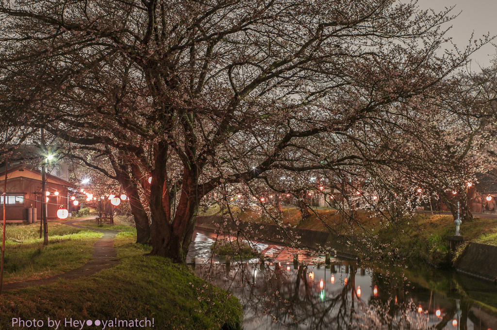 高田橋の桜まつり