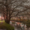 高田橋の桜まつり