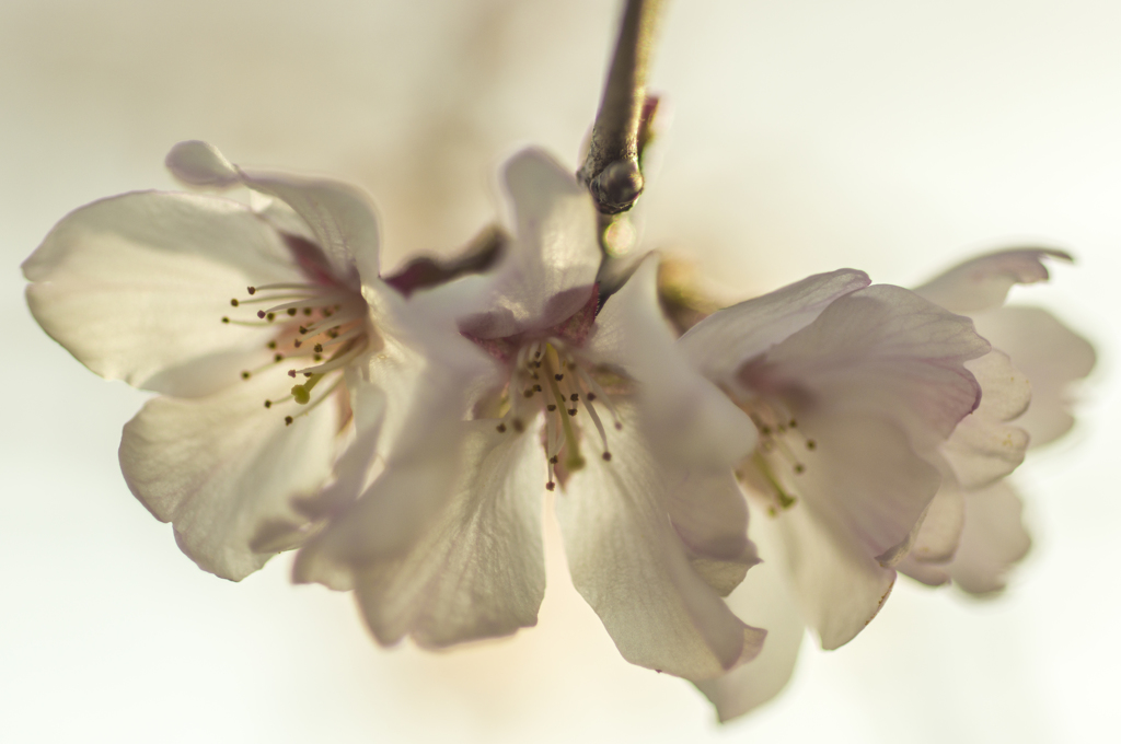 小彼岸桜日和