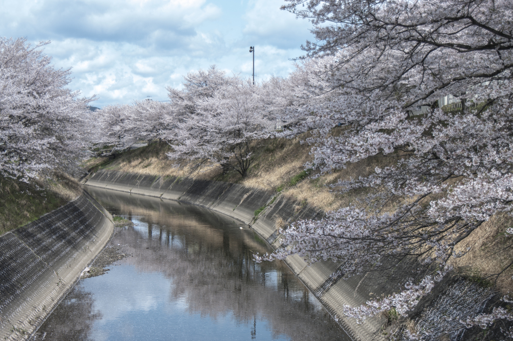 新境川堤防②