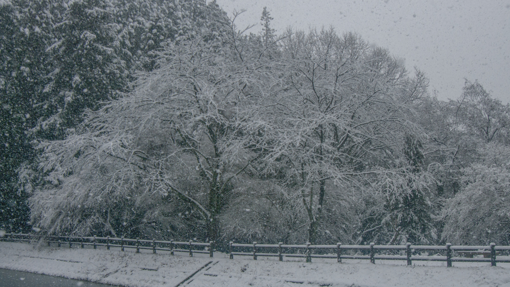 雪景色（中池の桜）