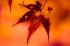 紅葉⑱蘇我墳墓史跡