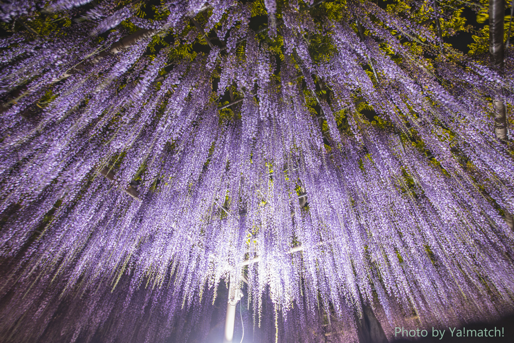 藤の花