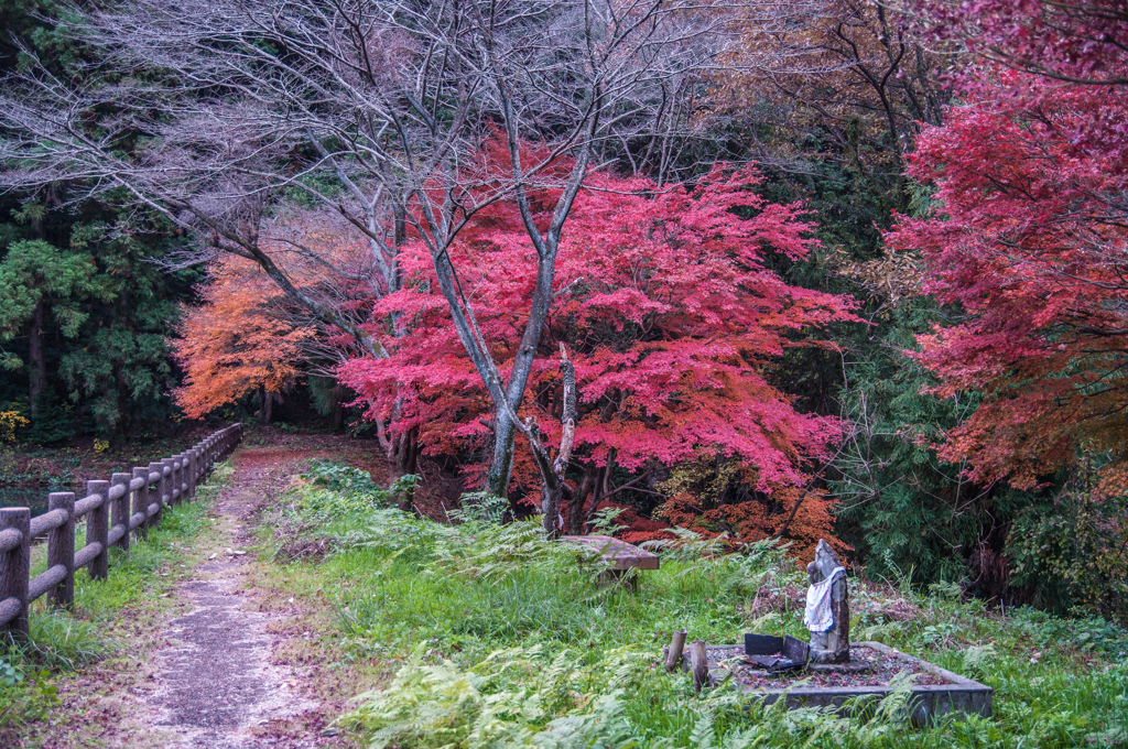 中池の畔～晩秋