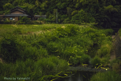 ほたる村で