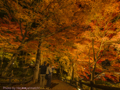 もみじの山道