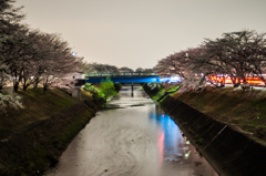 三井龍神橋から新境川の桜並木