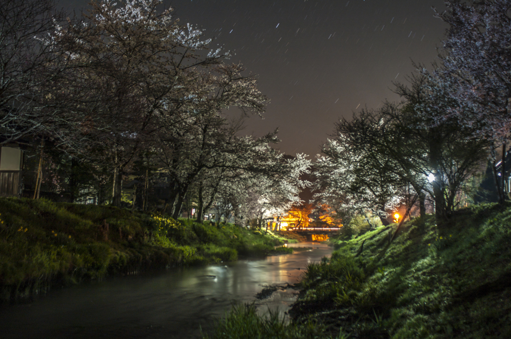 星降る夜、忍草の忍桜