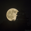 真夏の夜の夢Ⅲ