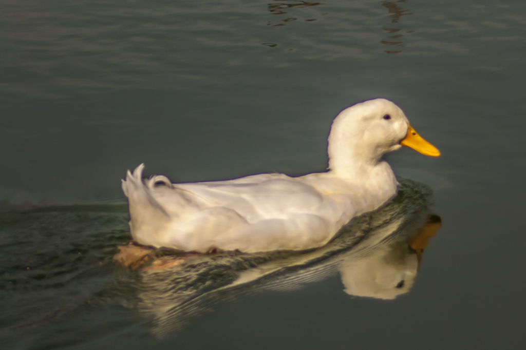 君には白鳥にない可愛らしさがあるねぇ