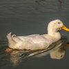 君には白鳥にない可愛らしさがあるねぇ