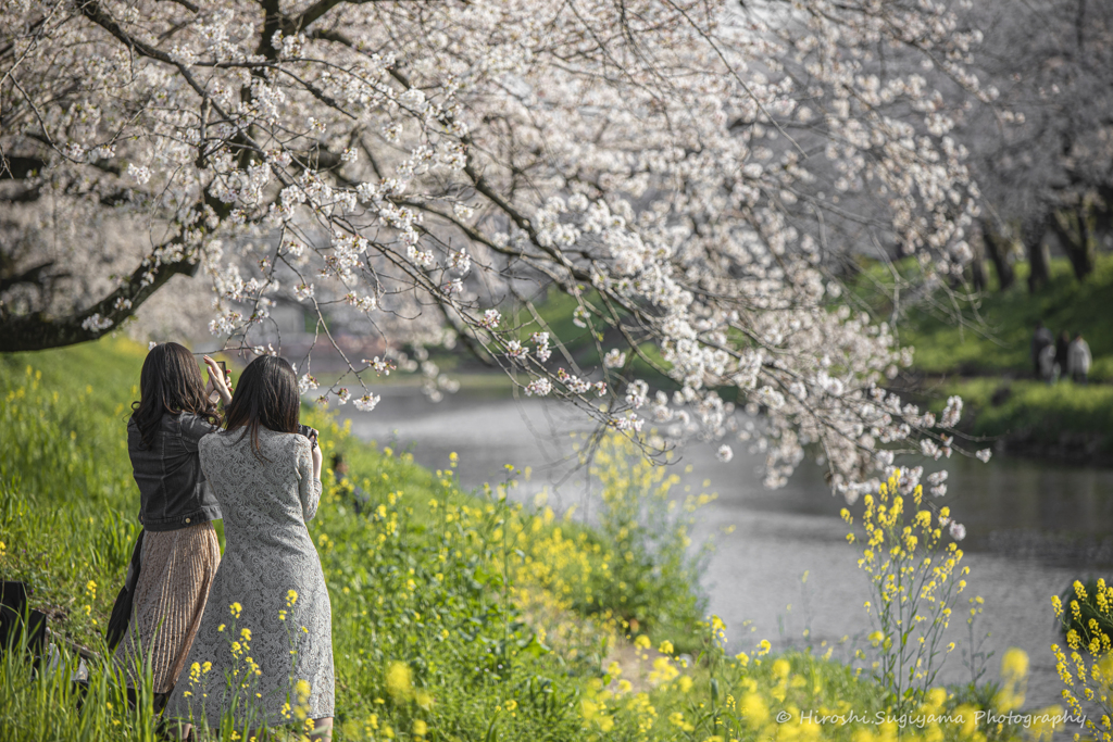 桜の名所（新境川の百十郎桜）