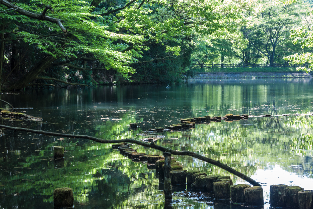 新緑の奥山三ツ池（中池）