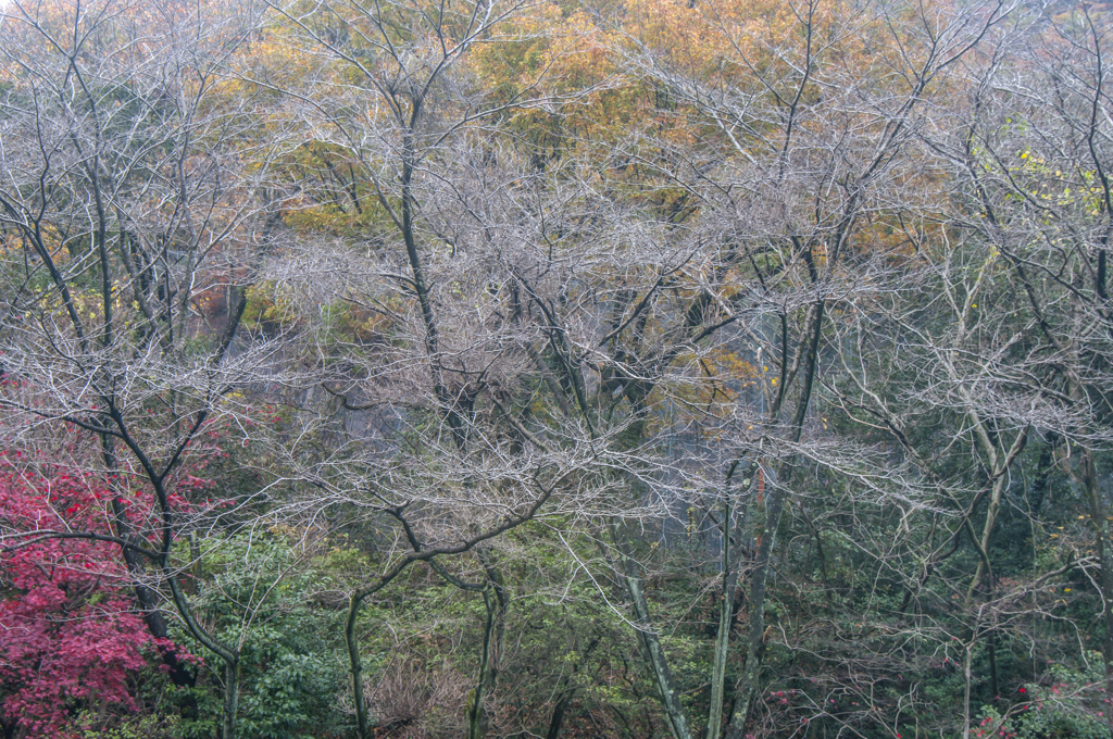 枯・紅・黄・緑
