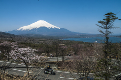 山中湖、富士と桜とヘアピンカーブ